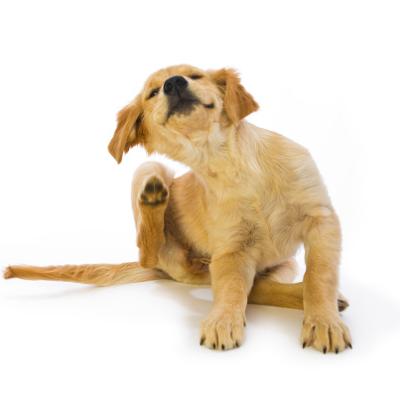 Puppy Scratching at Flea Bite