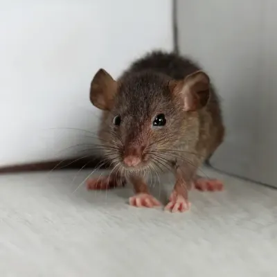 mouse in a house