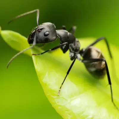 ants