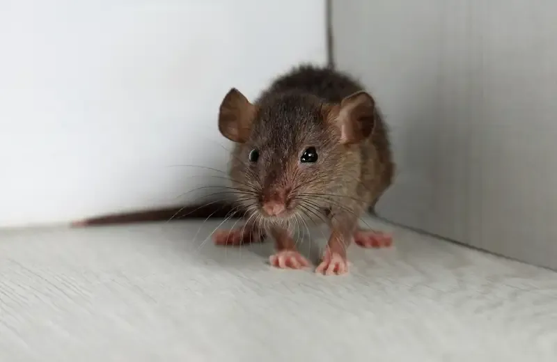 mouse in a house