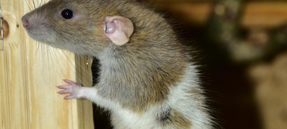 rat peaking out from wall