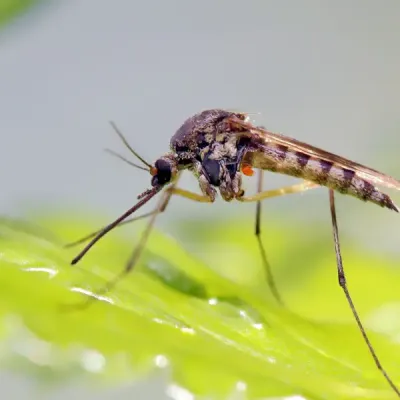 mosquito on a leaf