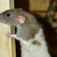 rat peaking out from wall